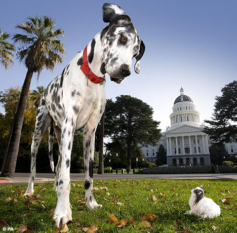 largest dog in world. The Largest Dog in the World