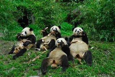 American Pandas?